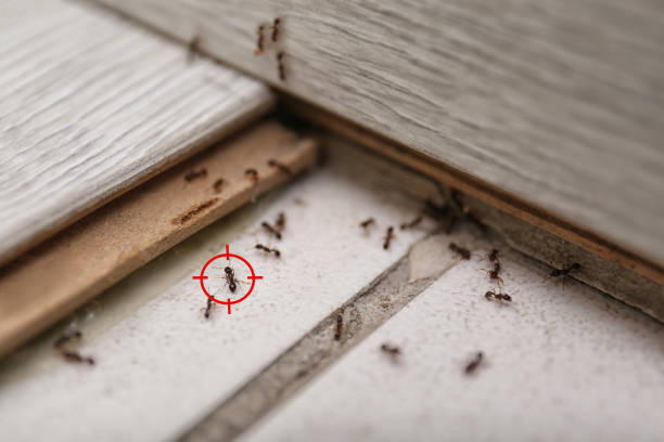 Best Exterminator Services  in Cobden, IL